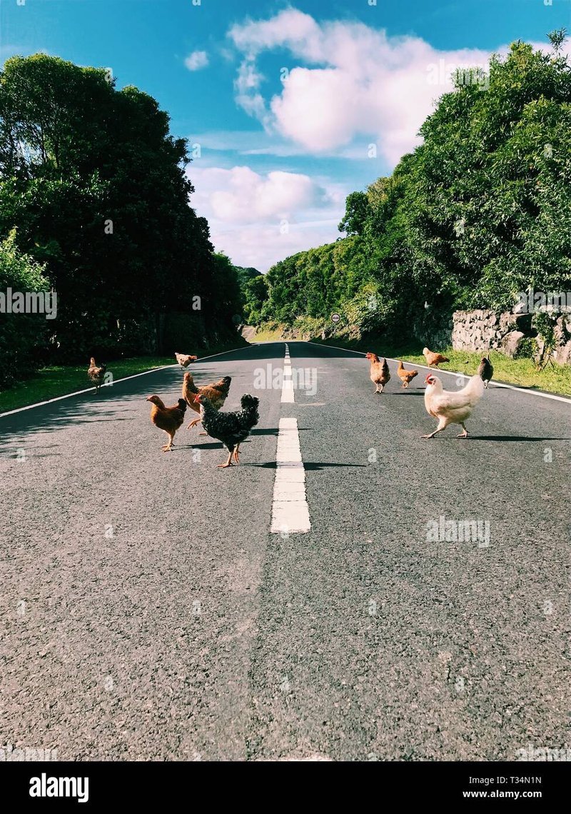 Chicken road online - Descubre el Misterio de la Carretera de Pollo en España con El Juego Original Chicken road online - Descubre el Misterio de la Carretera de Pollo en España con El Juego Original