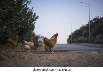 Scopri la Storia e le Emozioni di Chicken Road, Il Gioco d'Azzardo Originale a Italy